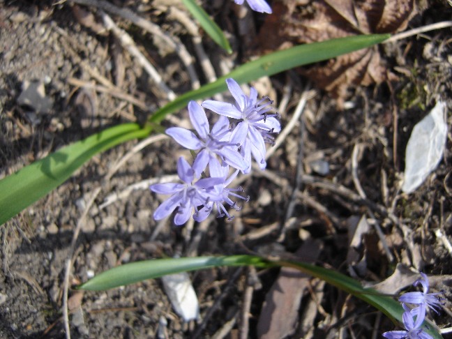 Fiori primaverili